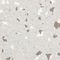 DESCO EUROPE / VERMASON 8441FS